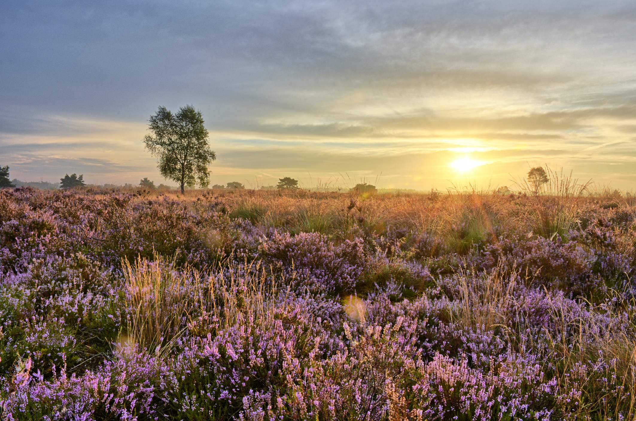 Ontdek de veluwe.jpg