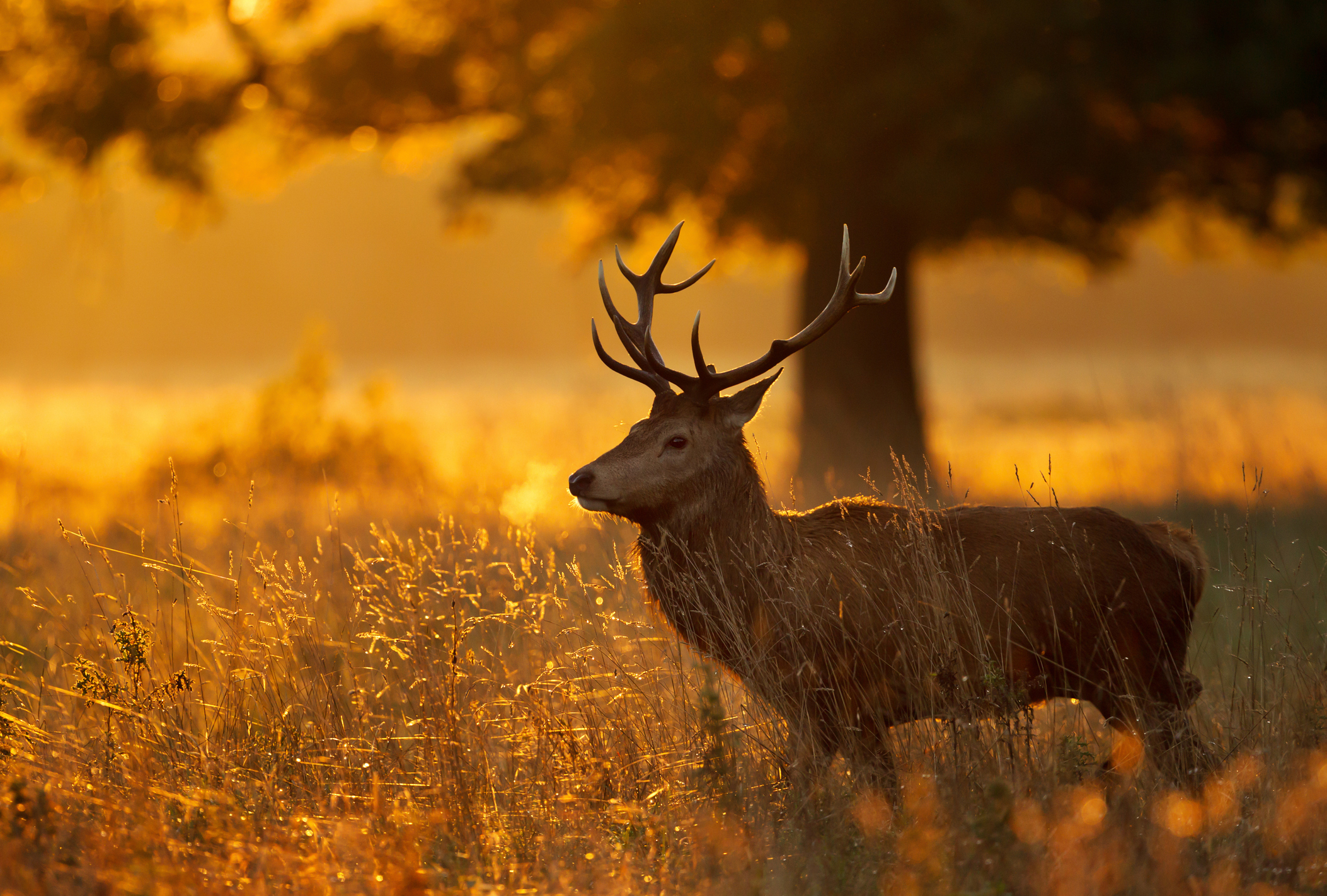 iStock-1126205203.jpg