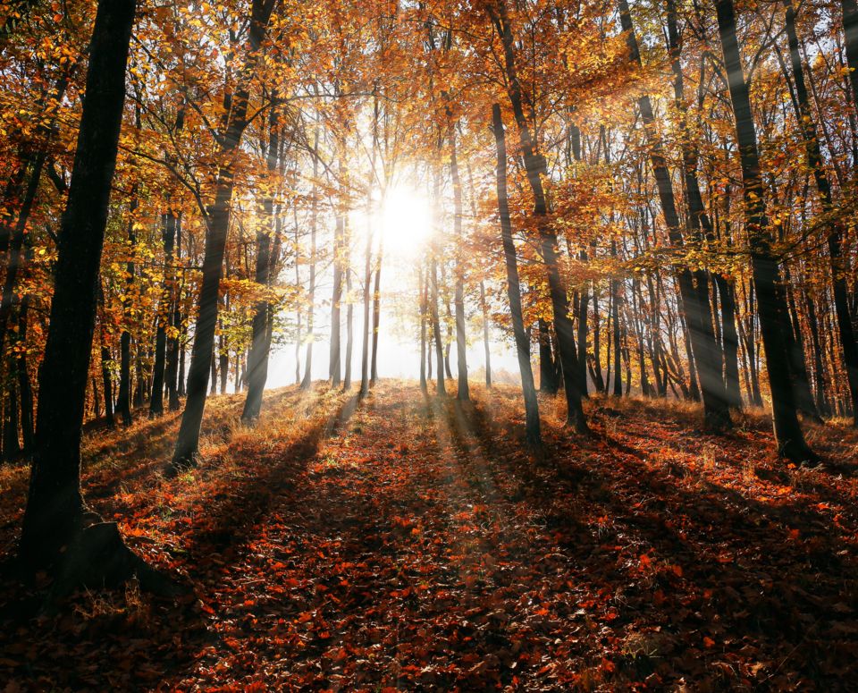 Veluwe herfst.jpg